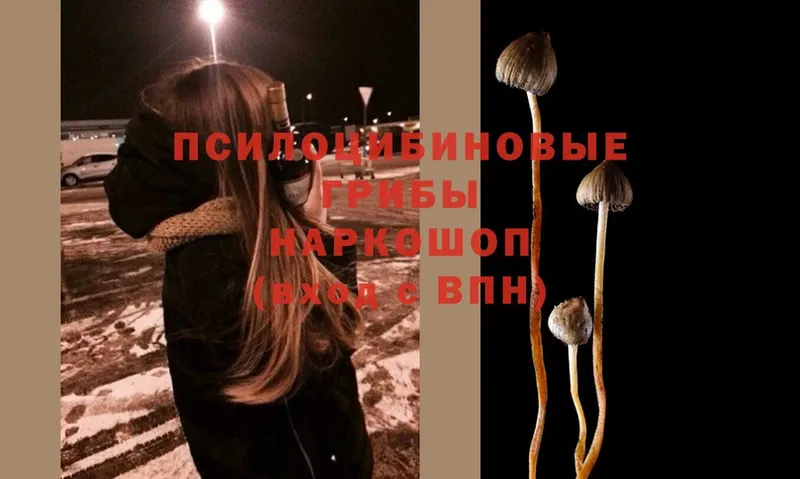 Галлюциногенные грибы Psilocybe  купить наркотики цена  Пошехонье 